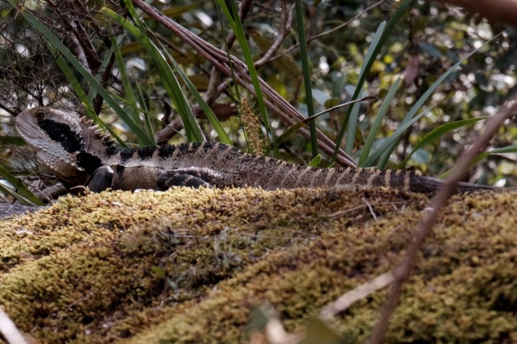 DSCF4163-2 (Medium).jpg