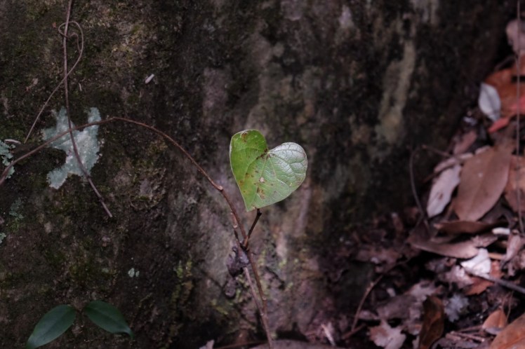 DSCF4223 (Medium).JPG