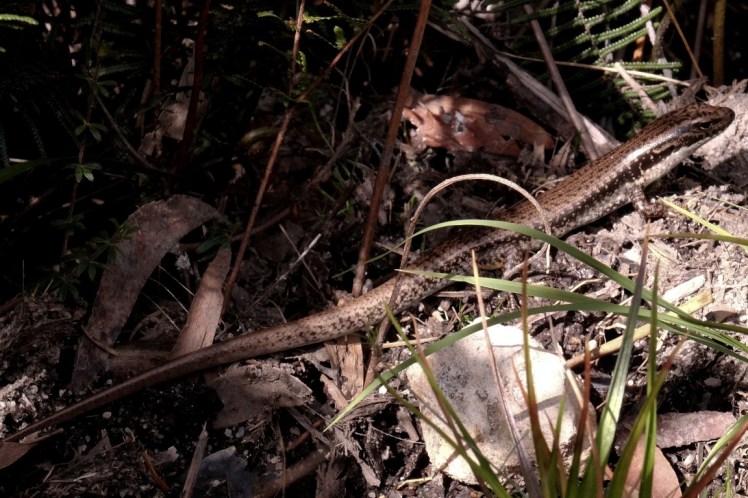 DSCF4312-2 (Medium).jpg