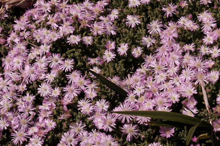 DSCF4823 (Medium).JPG