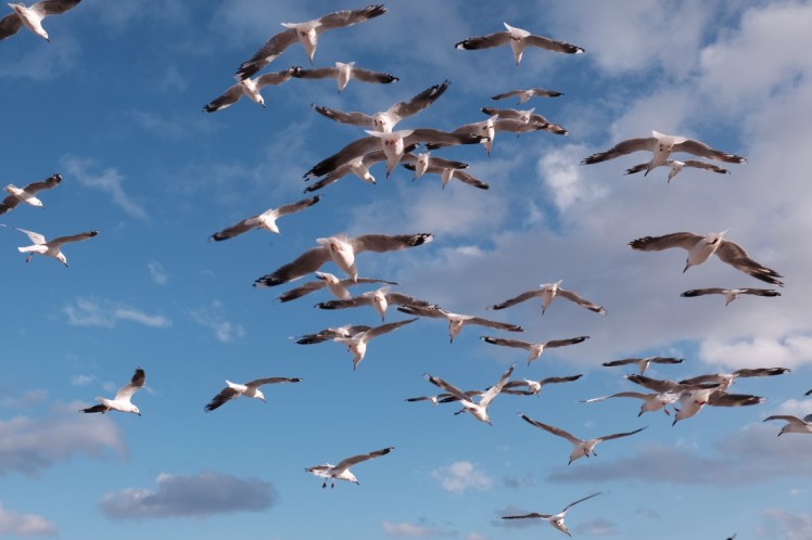 DSCF5012 (Medium).JPG