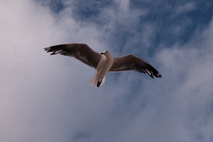 DSCF5030 (Medium).JPG