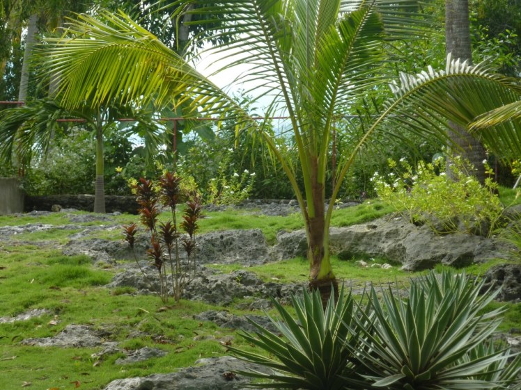 P1090555 (Medium).JPG