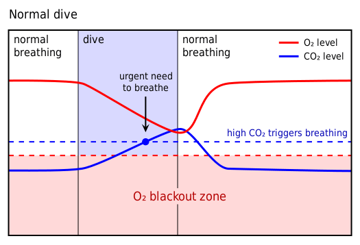 525px-shallow_water_blackout_diagram_1_revised-svg