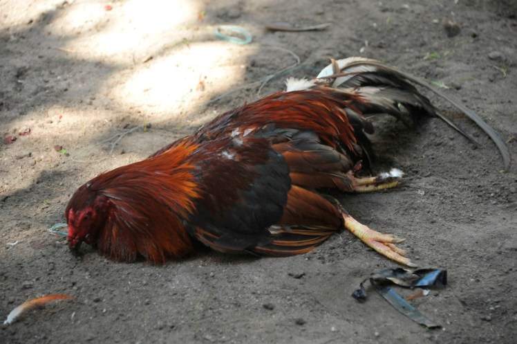 _DSC2683 (Medium).JPG