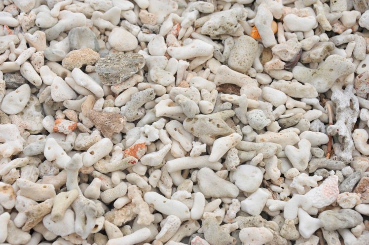 _DSC2823 (Medium).JPG