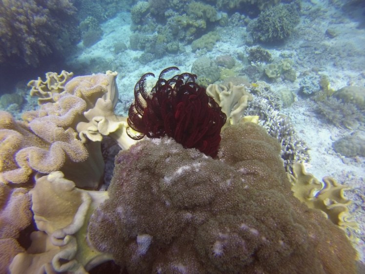 GOPR0500 (Medium).JPG