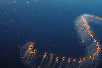 salp - lamar uni.jpg