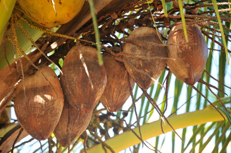 _DSC4565 (Medium).JPG