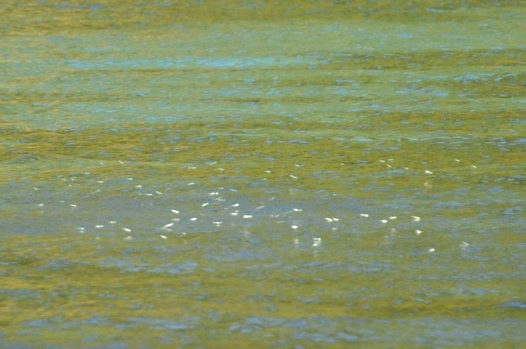 _DSC4706-2 (Medium).jpg