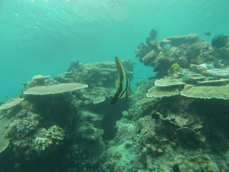 GOPR1340 (Medium).JPG