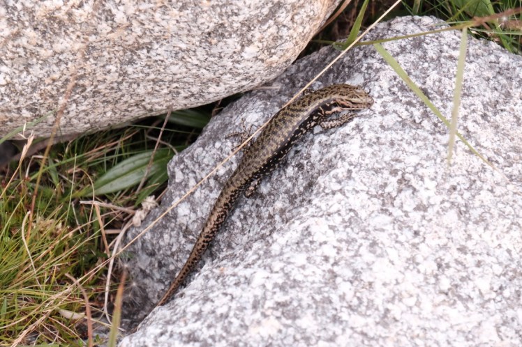 DSCF6126 (Medium).JPG