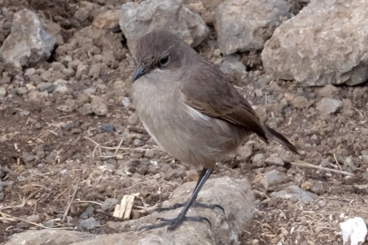 DSCF0133-2 (Medium).jpg