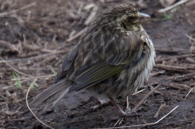 DSCF9916-2 (Medium).jpg