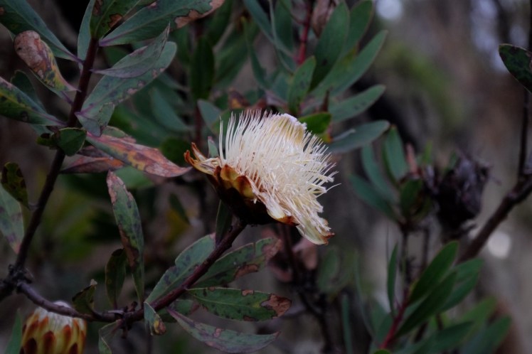 DSCF1248 (Medium).JPG