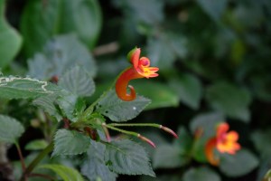 Impatiens kilimanjari