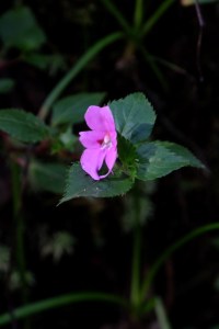 Impatiens pseudoviola