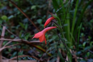 Gladiolus watsonides