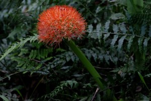 Seradoxus (Fireball Lily)